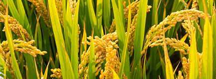 �A�ό�ؐ�ЙC���׃����������� ��������I�B������