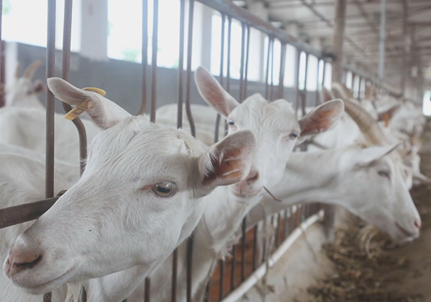 �ЙC�̷۰lչ���g�� �ǹ��S�����Ʒ�|ֵ����ه