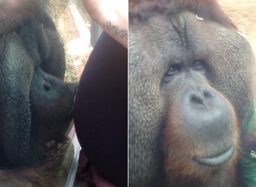 萌呆了!紅毛大猩猩獻吻孕婦肚子